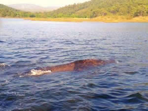 Marmaris Okluk Koyu'nda görülen balina heyecan yarattı