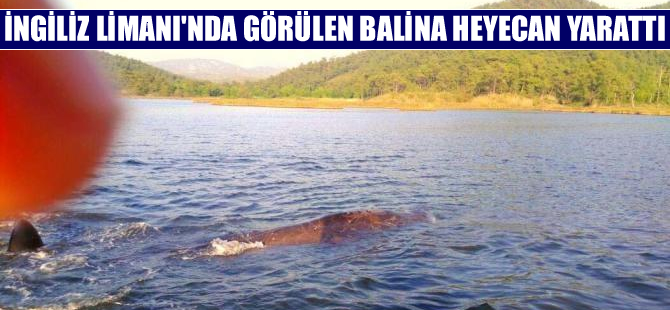 Marmaris Okluk Koyu'nda görülen balina heyecan yarattı