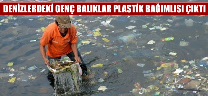 Genç balıklar plastik bağımlısı çıktı