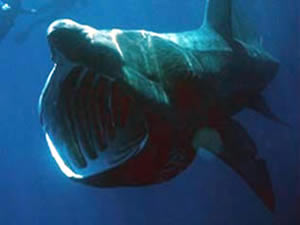 Köpekbalığı saldırısına uğrayan sörfçünün bacağı koptu