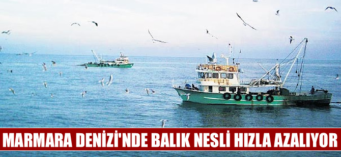 Marmara Denizi ile ilgili korkutan gerçek! Balık nesli azaldı