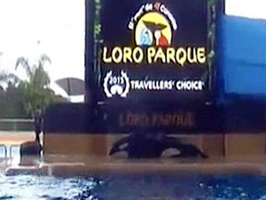 Su parkındaki balina intihar girişiminde bulundu