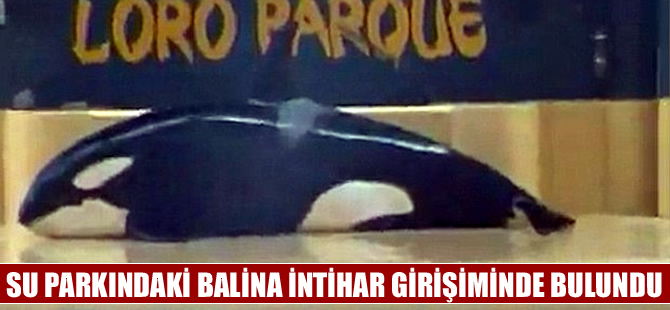 Su parkındaki balina intihar girişiminde bulundu
