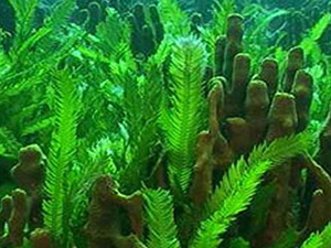 Akdeniz’deki deniz yosunları dünyanın en yaşlı organizması