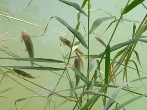 Köprüçay’a balık ölümleri nedeniyle girmek yasaklandı