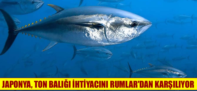 Japonya ton balığı ihtiyacının yüzde 60’ını Rumlar'dan  sağlıyor