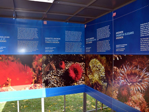 Prens Adaları'ndaki mercan yatakları 'Yok' olmak üzere