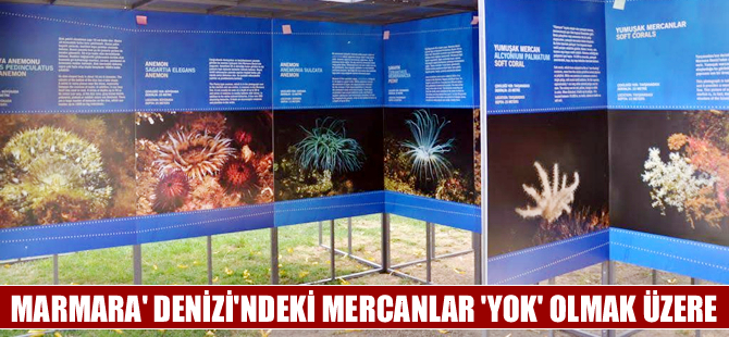 Prens Adaları'ndaki mercan yatakları 'Yok' olmak üzere