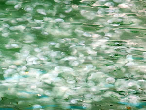 İzmir Körfezi'ni denizanaları istila etti