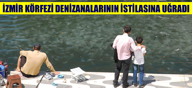 İzmir Körfezi'ni denizanaları istila etti