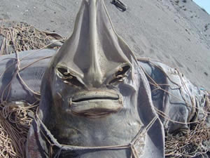 Tarsus sahilinde ağ faciası görenleri şoka soktu