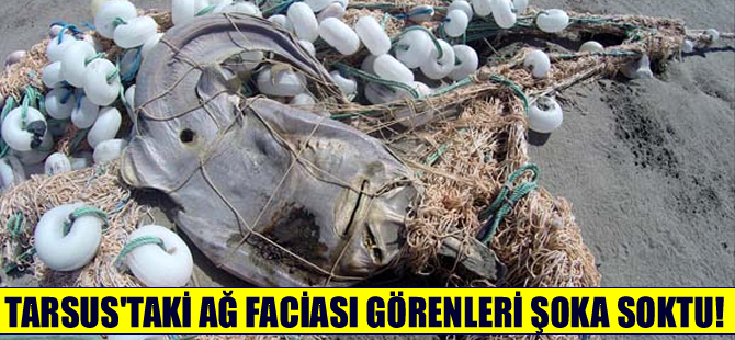 Tarsus sahilinde ağ faciası görenleri şoka soktu