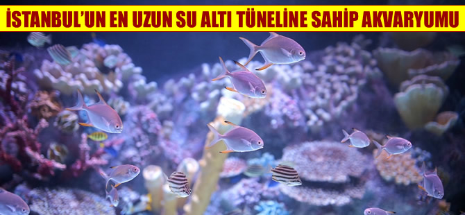 Dünyanın ilk 'iklim temalı’ akvaryumu 'Viasea' Viaport’ta açıldı