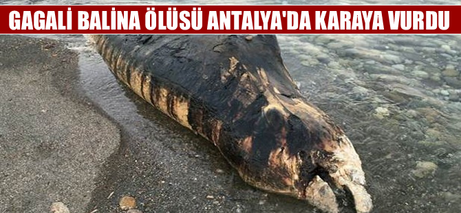 Antalya'da Gagalı balina ölüsü karaya vurdu