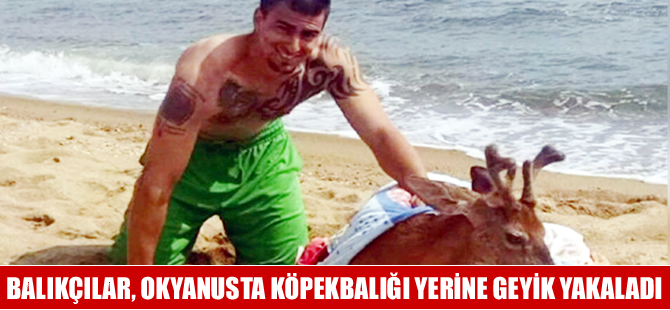 New Yorklu balıkçılar okyanusta köpekbalığı yerine geyik yakaladı