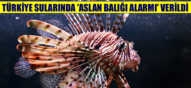 Türkiye karasularında ‘Aslan balığı’ uyarısı yapıldı
