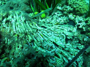 ÇOMÜ Dardanos Yerleşkesi bölgesindeki mercanlar alarm veriyor