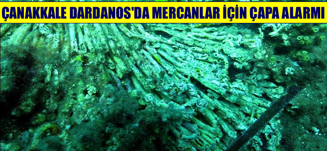 ÇOMÜ Dardanos Yerleşkesi bölgesindeki mercanlar alarm veriyor