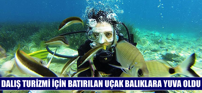 Dalış turizmi için batırılan uçak balıklara yuva oldu