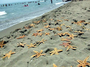 Tekirdağ'da yüzlerce deniz yıldızı ölü olarak karaya vurdu