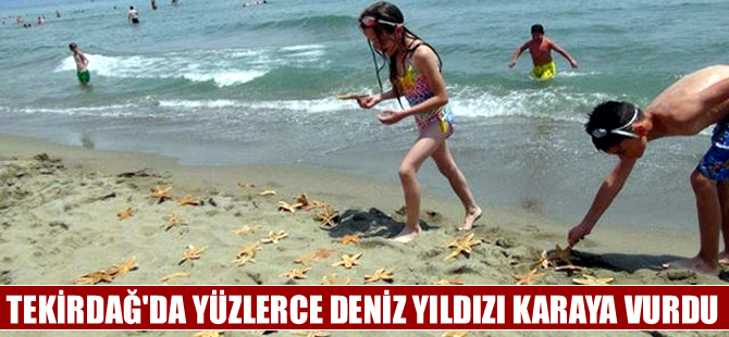 Tekirdağ'da yüzlerce deniz yıldızı ölü olarak karaya vurdu