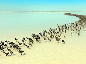 Tuz Gölü'nde binlerce flamingo yavrusu kuluçkadan çıktı