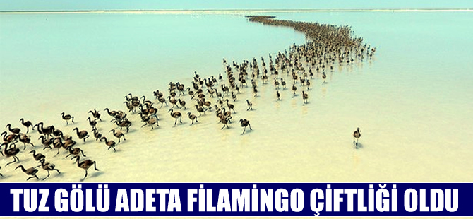 Tuz Gölü'nde binlerce flamingo yavrusu kuluçkadan çıktı
