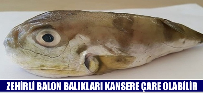 Balon balıkları kansere çare olabilir!