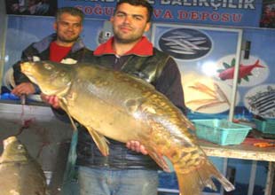 Baraj gölünde 18 kiloluk sazan yakalandı