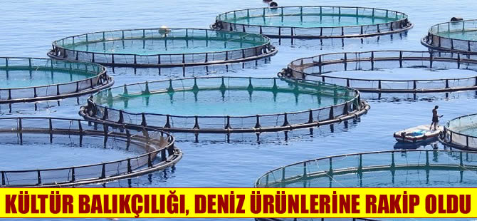 Kültür balıkçılığı deniz mahsullerine rakip oldu