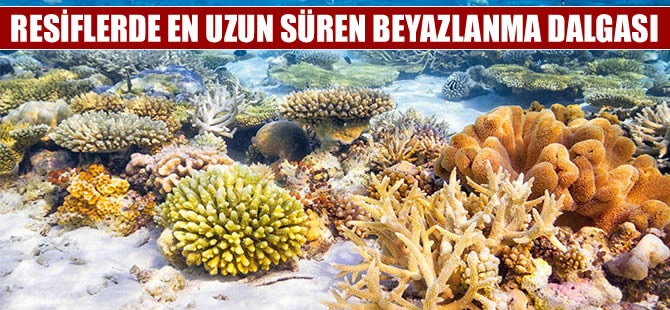 Resiflerde en uzun süren beyazlama dalgası