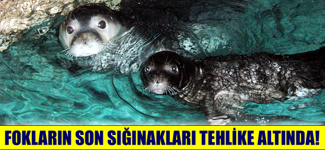'Akdeniz foklarının son sığınakları tehlike altında'
