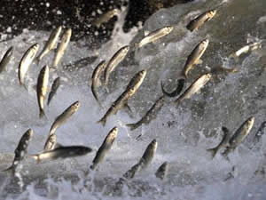 İnci Kefali’nin avlanma yasağı sona eriyor