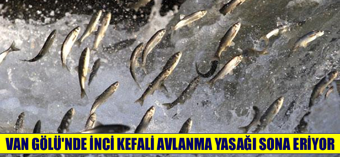 İnci Kefali’nin avlanma yasağı sona eriyor