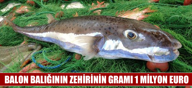Balon balığı zehirinin 1 gramı 1 milyon Euro