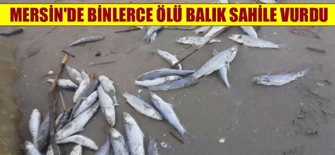 Mersin'de binlerce ölü balığın sahile vurması endişe yarattı
