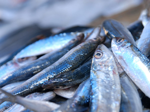 Ege'nin sardalyası 5-7 Ağustos’ta görücüye çıkıyor
