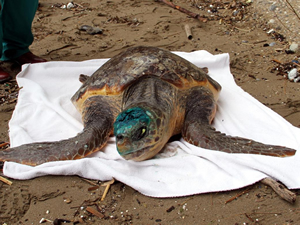 Yaralı "Caretta Caretta"lara burundan sonda takıldı