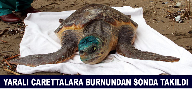 Yaralı "Caretta Caretta"lara burundan sonda takıldı