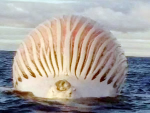 Okyanusta yüzen 'yaratık' herkesi hayrete düşürdü!