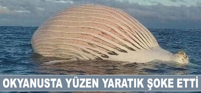 Okyanusta yüzen 'yaratık' herkesi hayrete düşürdü!