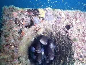 İzmir Körfezi'ne yapay resif uygulaması başlıyor