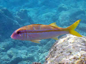 Antalya Körfezi'nde davetsiz misafirlerin sayısı artıyor