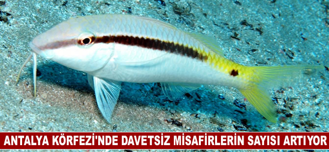 Antalya Körfezi'nde davetsiz misafirlerin sayısı artıyor