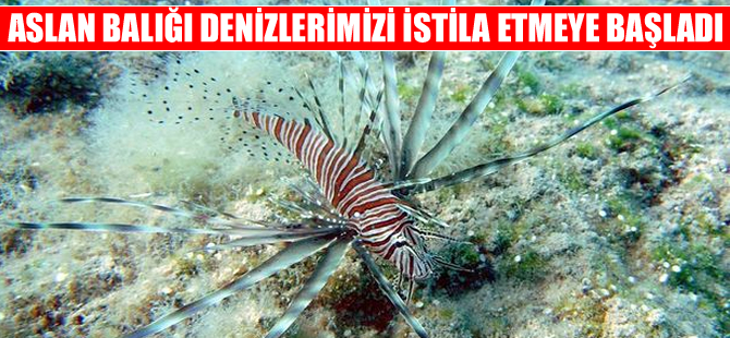 Aslan balığı denizlerimizi istila etmeye başladı