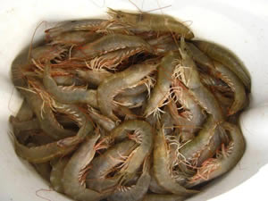 İzmir karidesi İzmir'e ekonomik ve ekolojik canlılık kazandırdı