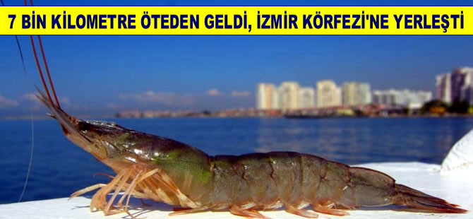 İzmir karidesi İzmir'e ekonomik ve ekolojik canlılık kazandırdı