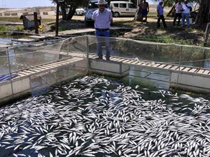 Manavgat Irmağı'ndaki balık çiftliğinde 600 bin alabalık telef oldu