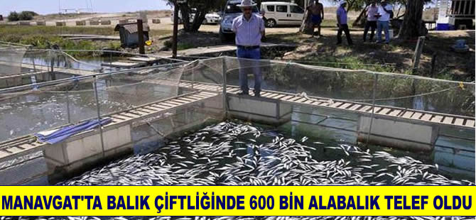 Manavgat Irmağı'ndaki balık çiftliğinde  600 bin alabalık telef oldu