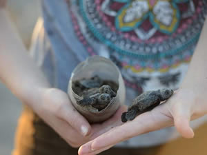 Antalya Valisi Caretta Carettalar için ‘OHAL’ ilan etti